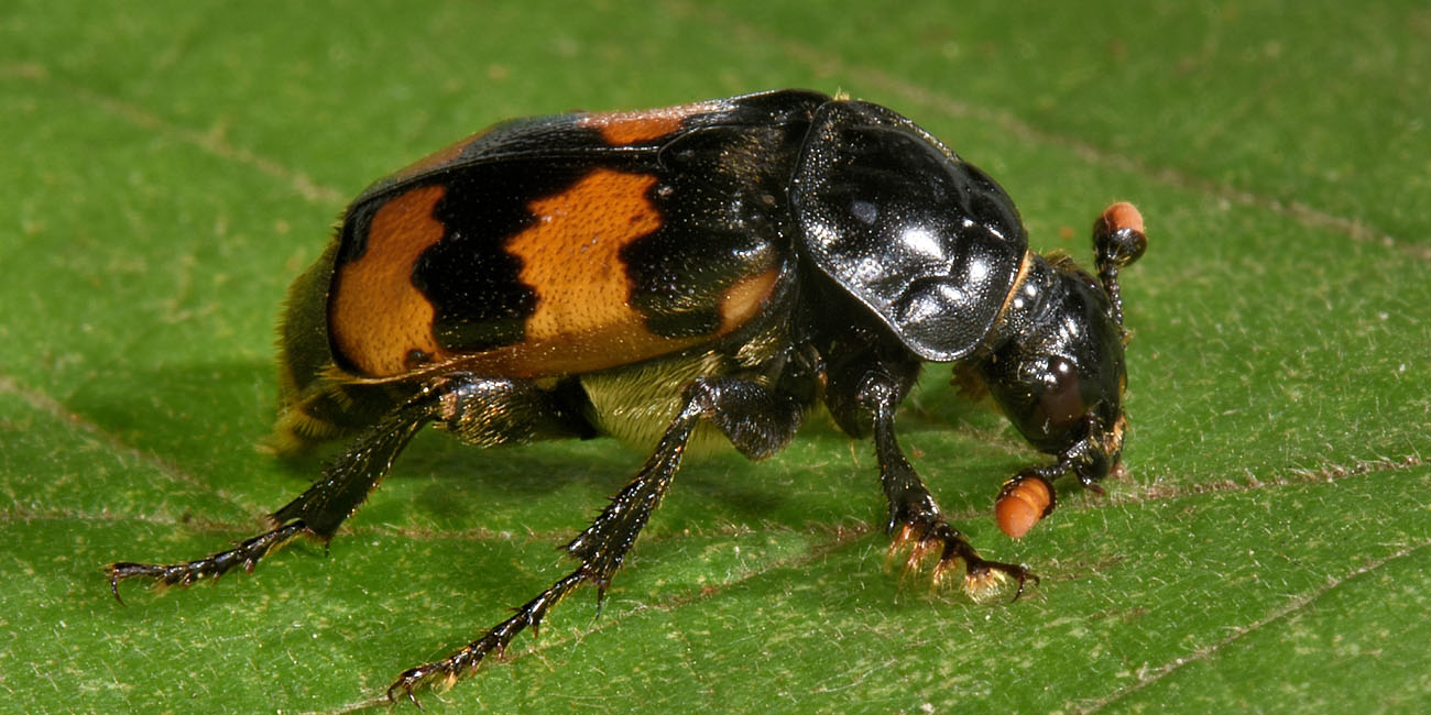 Silphidae: Nicrophorus interruptus